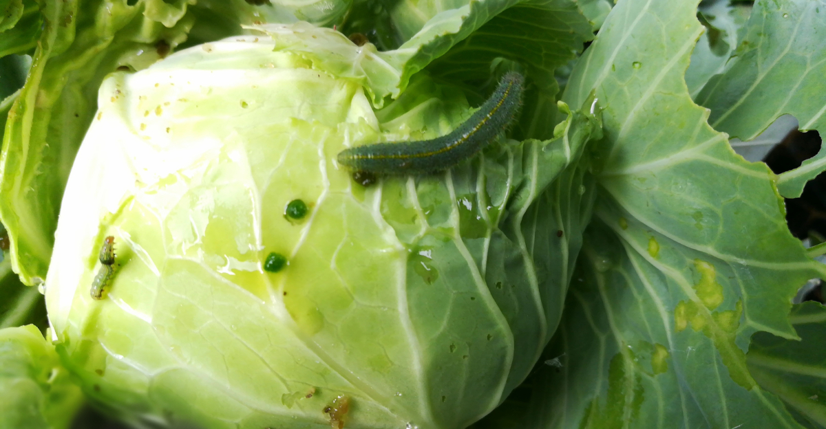 cabbage worms