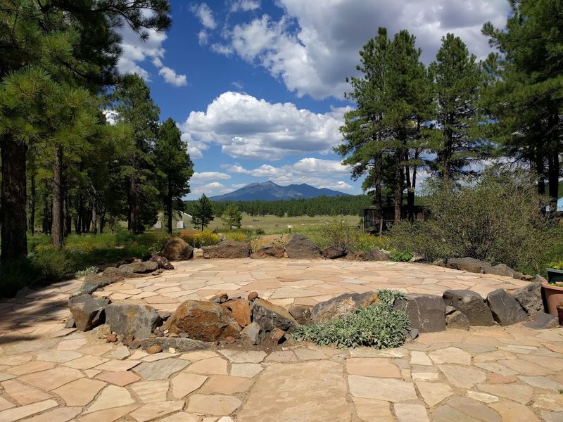 Mountain Meadow Plants Show A Different Side Of Arizona Landscapes