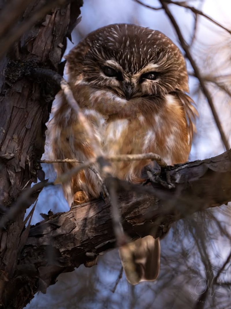 Northern Saw-Whet Owl With Tiny Fierce Eyes