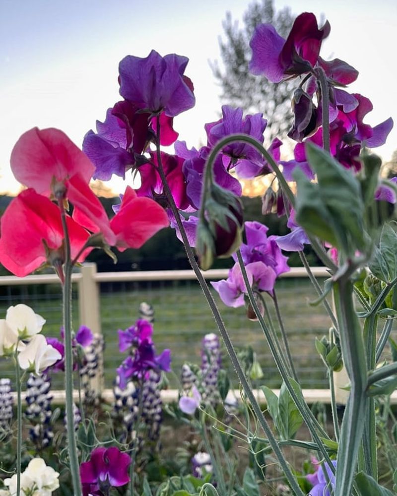 Sweet Peas