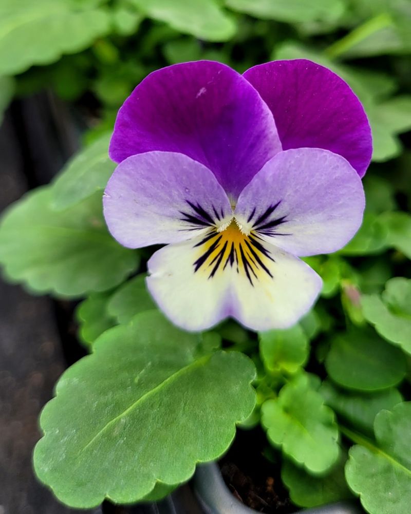 Violas