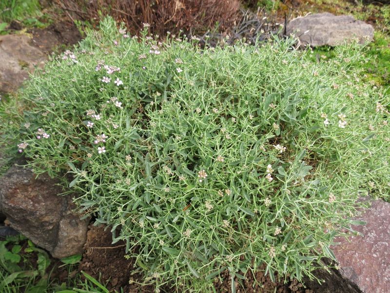 Sweet Alyssum