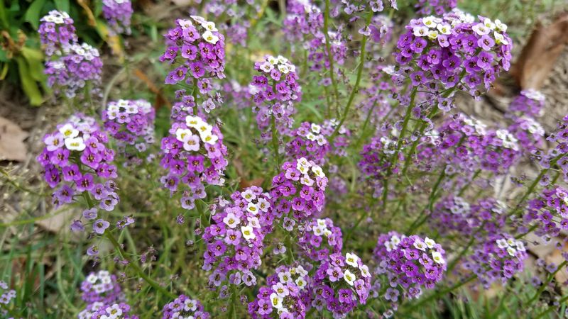 Alyssum