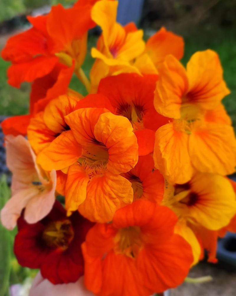 Nasturtium Spilling Bright Edible Flowers Over Edges