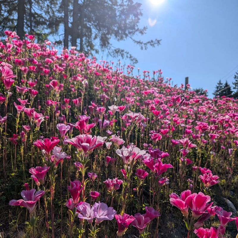Clarkia With Their Farewell-To-Spring Charm