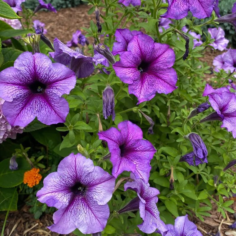 Petunias (Petunia Spp.)