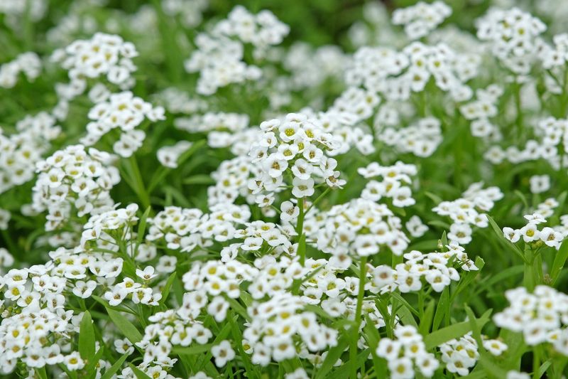 Sweet Alyssum Can Be Direct Sown In March