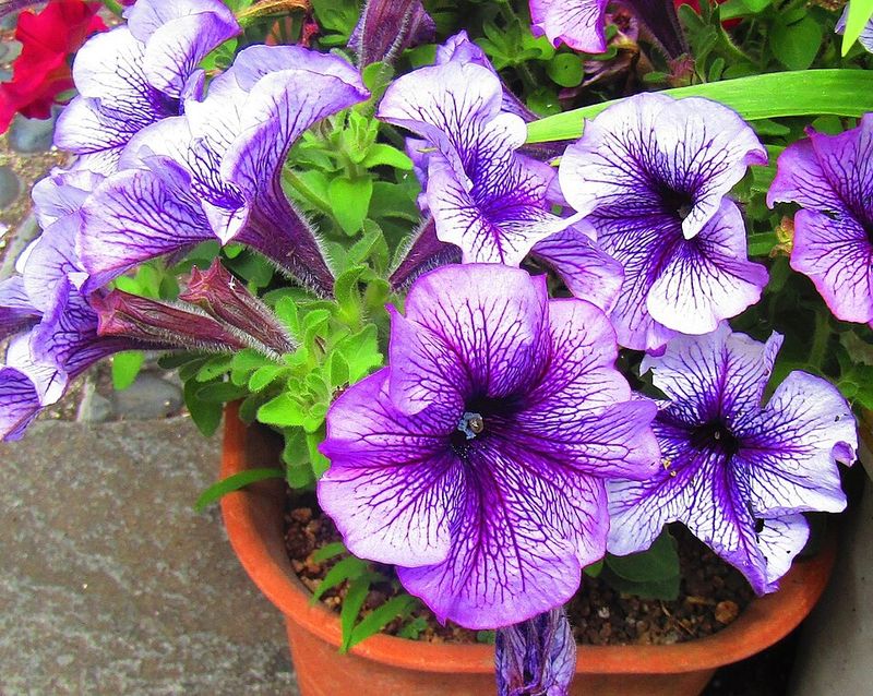 Petunias, However, Can Be Damaged By Late Cold