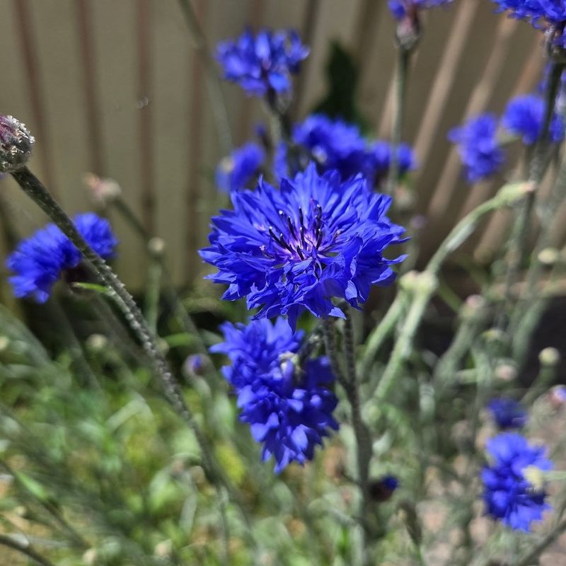 Bachelor's Buttons Bring Quick Blue Color To Spring Beds