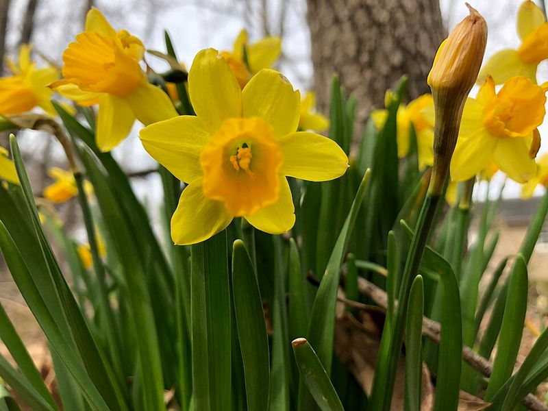 Dwarf Daffodils Deliver Classic Spring Flowers In Small Spaces