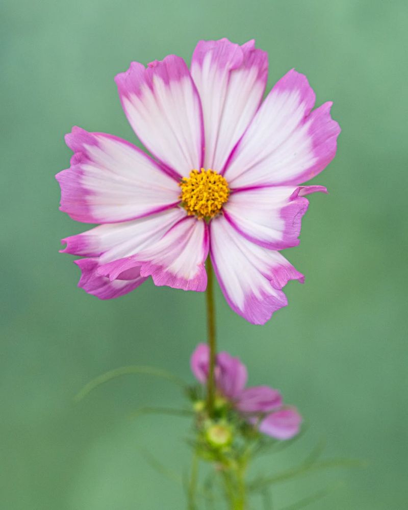 Cosmos With Airy Butterfly-Friendly Blooms