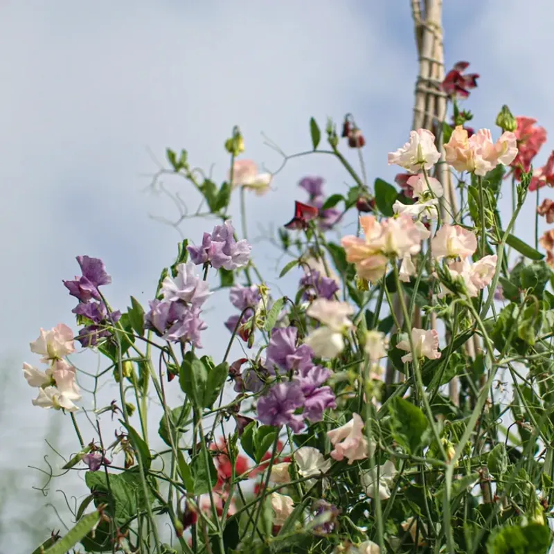 Sweet Peas Quickly Climb Trellises In Early Spring