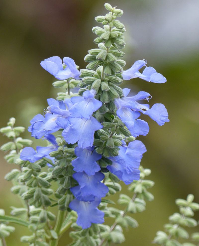 Bog Sage With Nectar-Rich Blooms