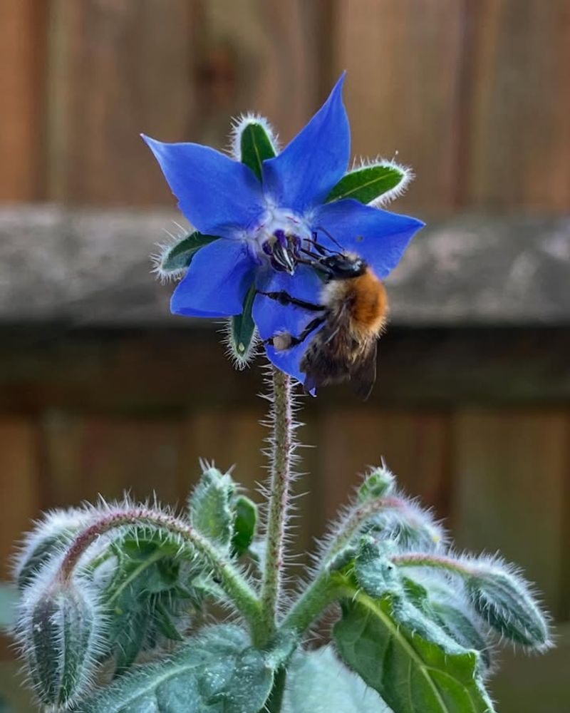 Borage With Cool Cucumber Flavor