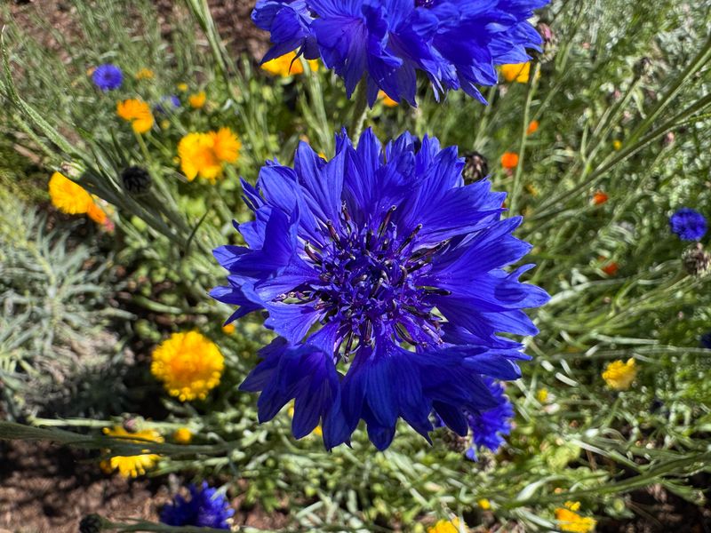 Cornflower (Bachelor's Button)