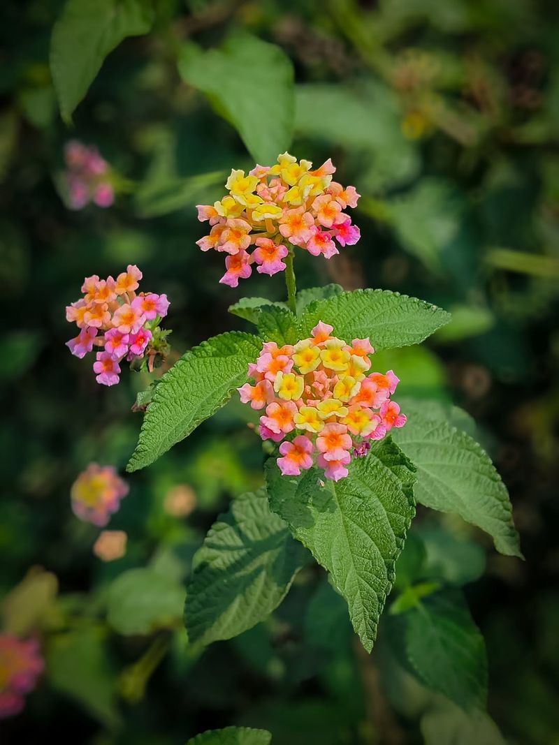 Lantana