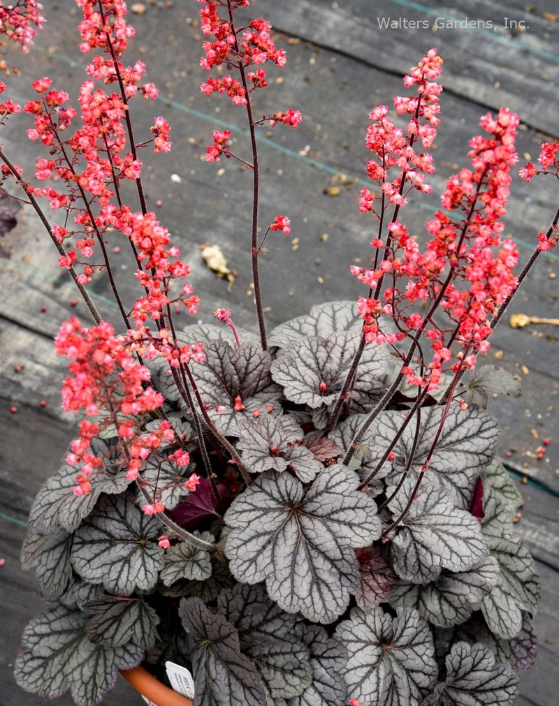Coral Bells