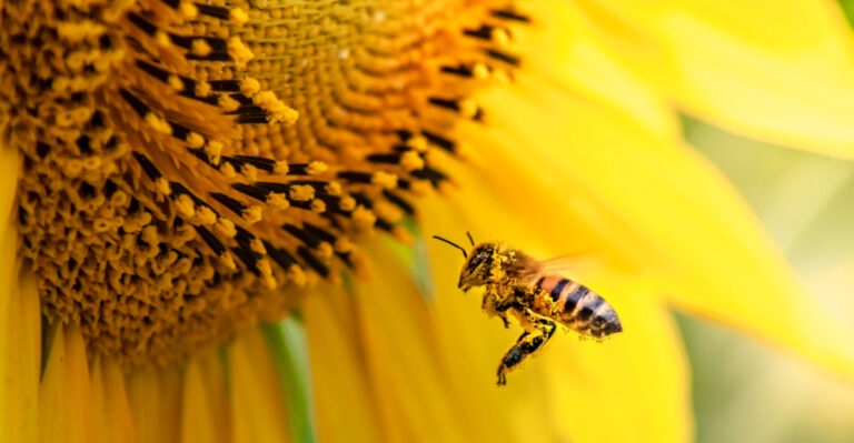 California Bee Friendly Flowers That Turn Your Garden Into A Pollinator Paradise