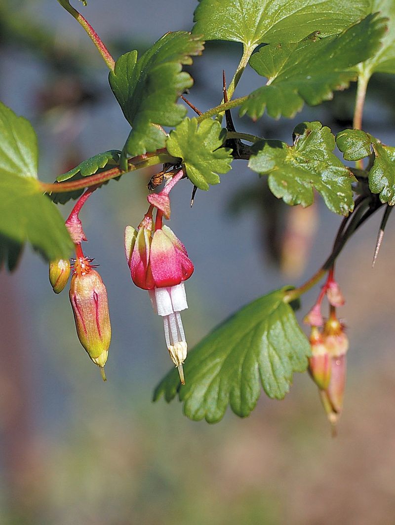 California Gooseberry With Spring Flowers