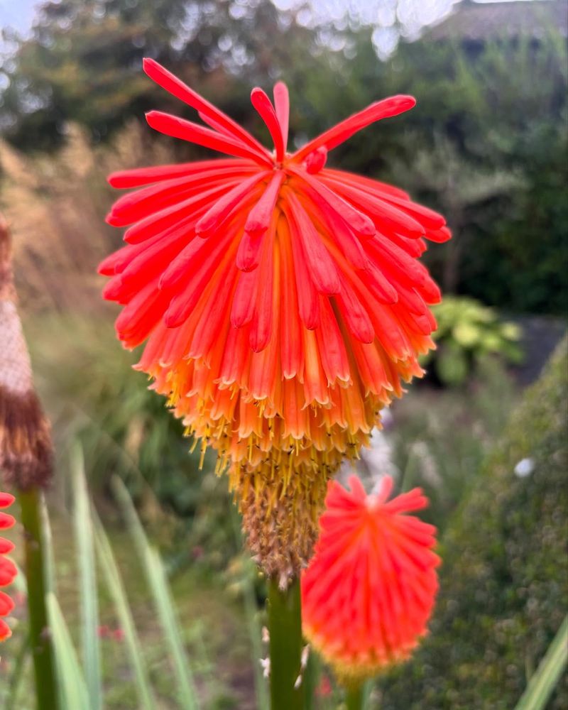 Red Hot Poker