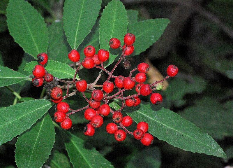 Toyon Adds Colorful Berries And Evergreen Beauty