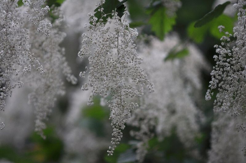 Cream Bush Produces White Blooms And Late-Season Nectar