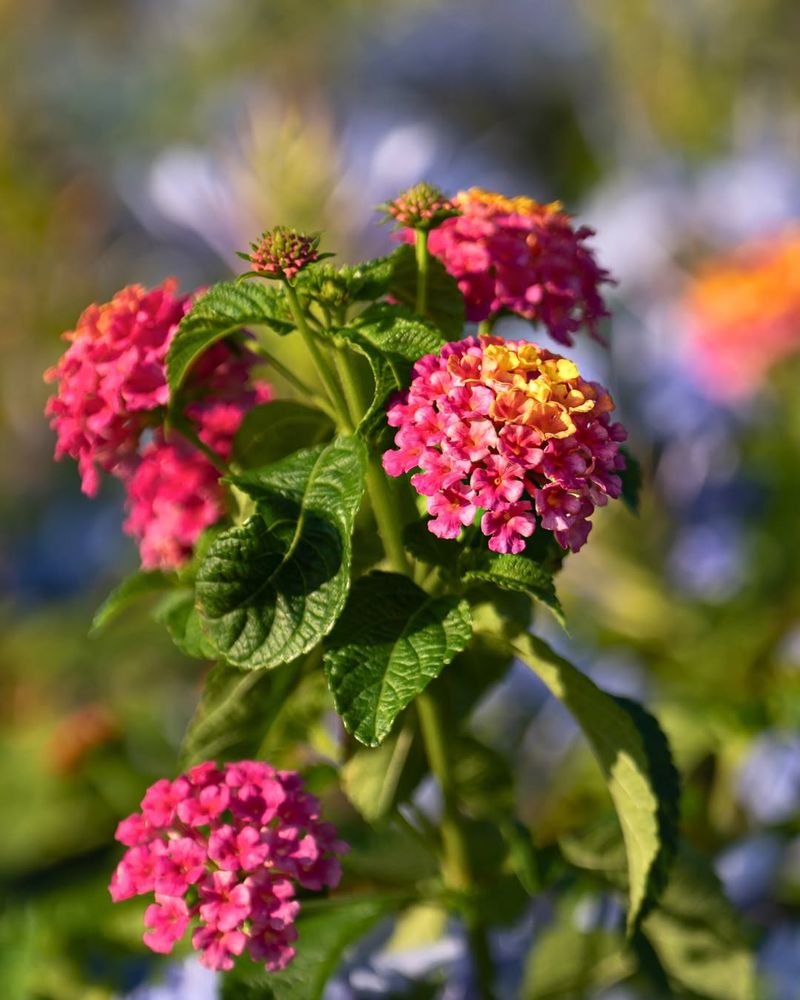 Lantana