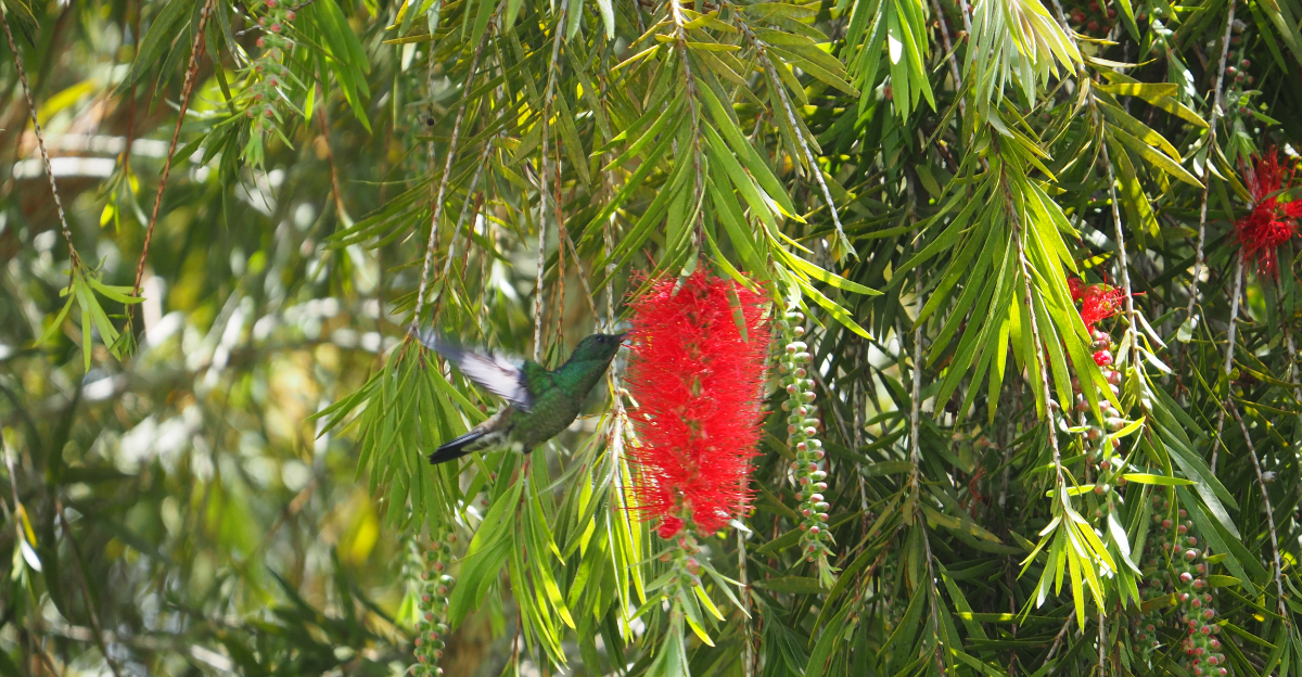 bottlebrush and hummingbird