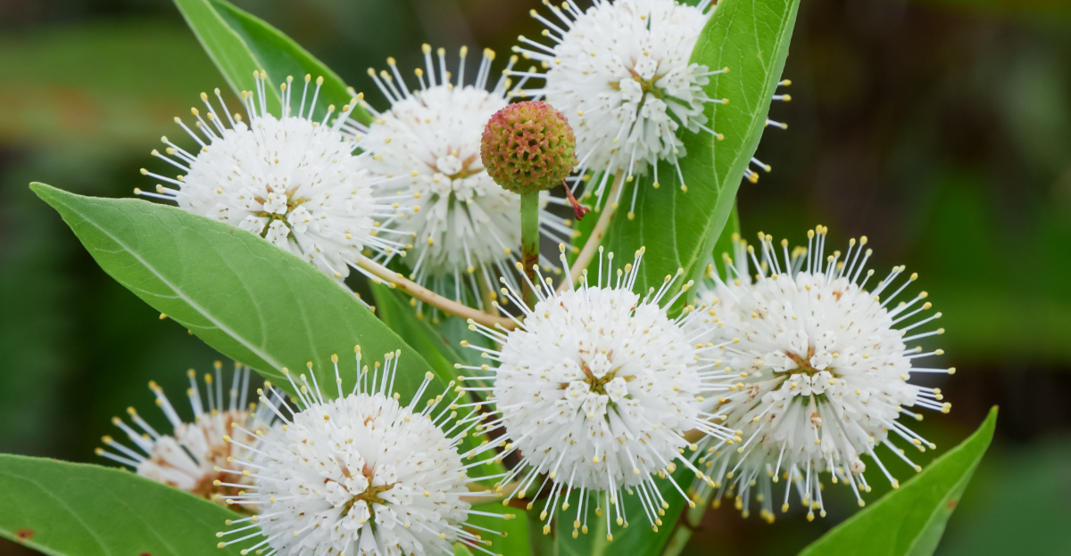 buttonbush