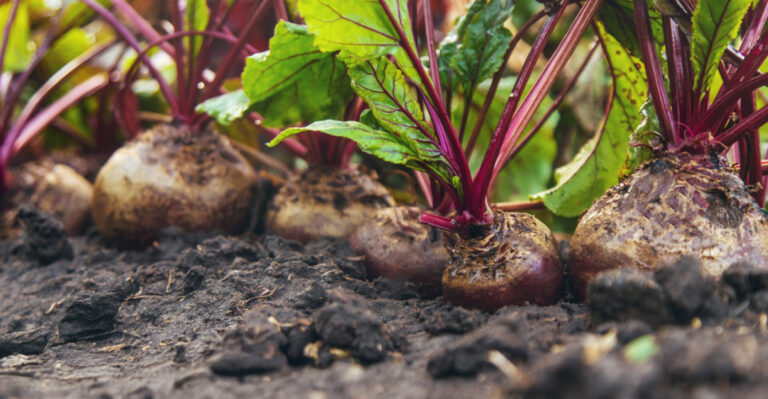 California Gardeners Should Plant These 10 Vegetables In Early Spring For Fast Growth