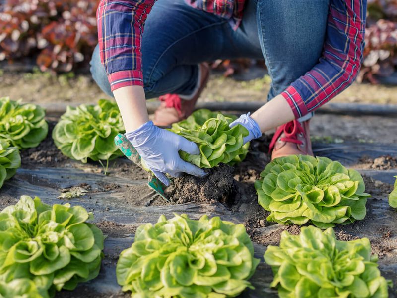 What Succession Planting Means In California Gardens