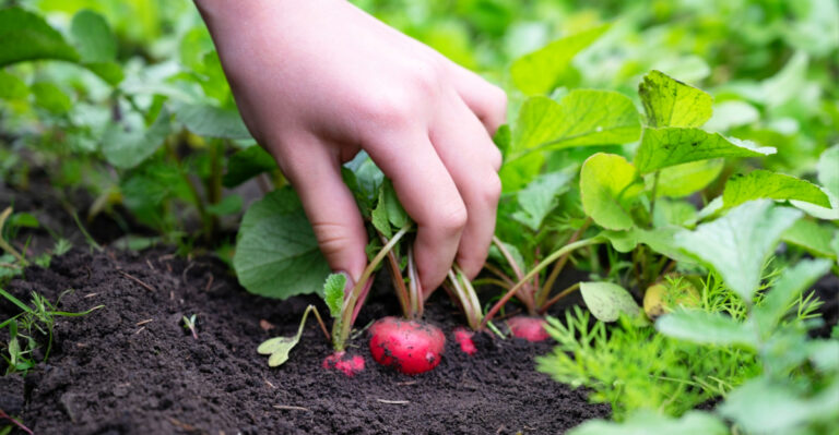 California Gardeners Should Start Succession Planting Now For A Longer Harvest