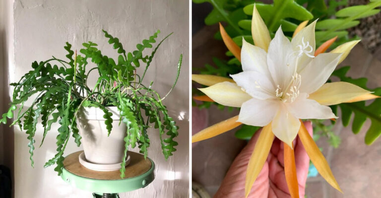 California Gardeners Use These 10 Smart Tricks To Help Fishbone Cactus Bloom