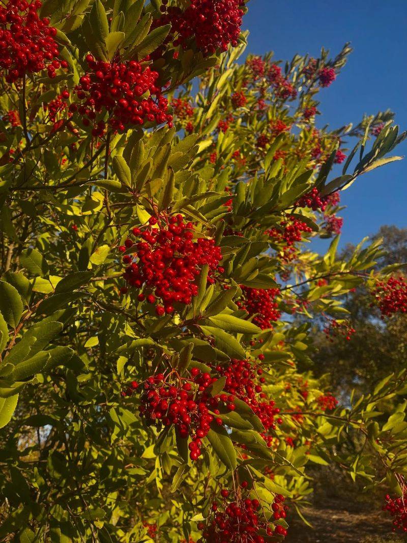 Toyon