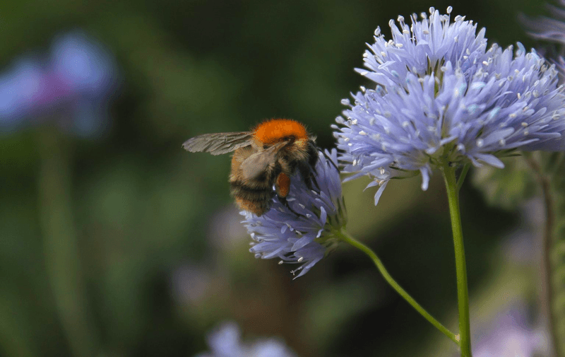 Globe Gilia Rolling Out The Red Carpet For Bees