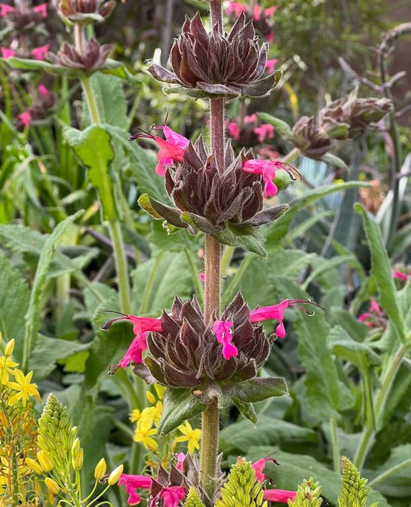 Hummingbird Sage For Tall Color And Wildlife