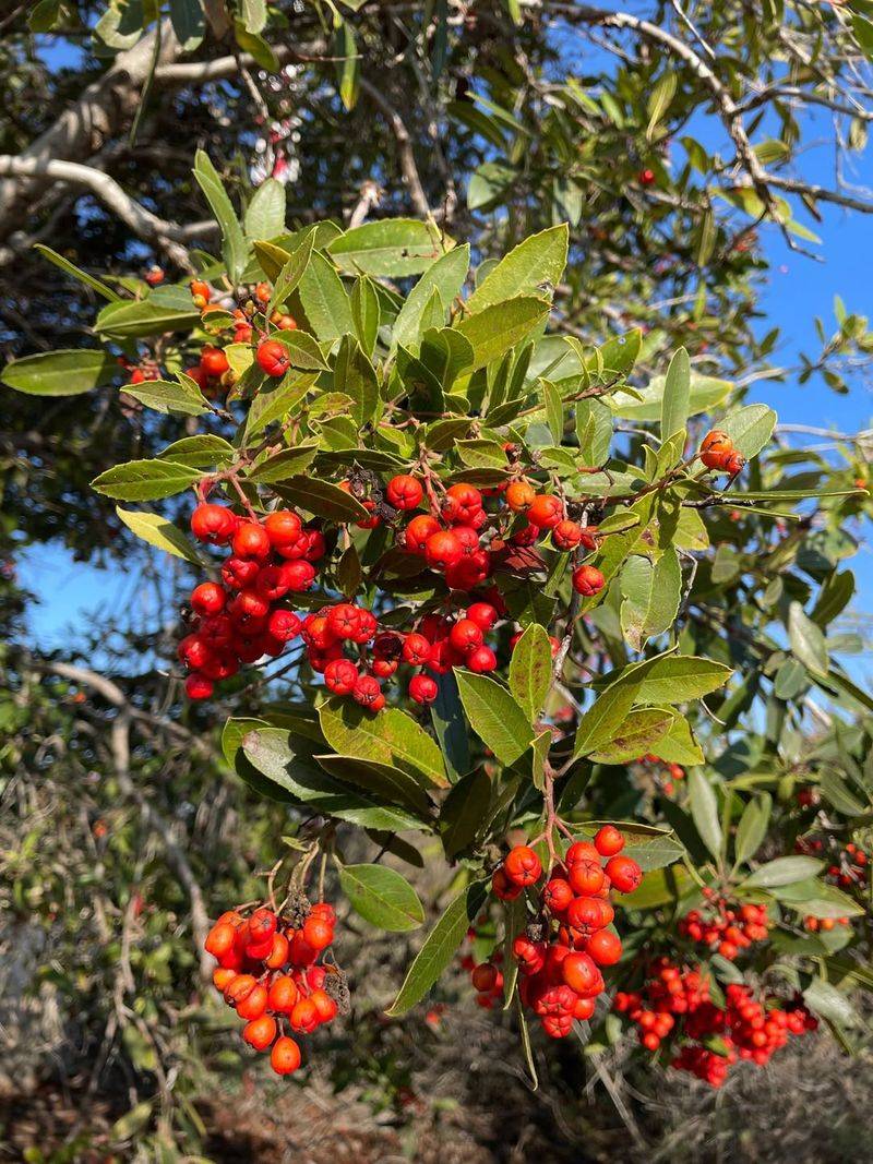 Toyon (Heteromeles arbutifolia)