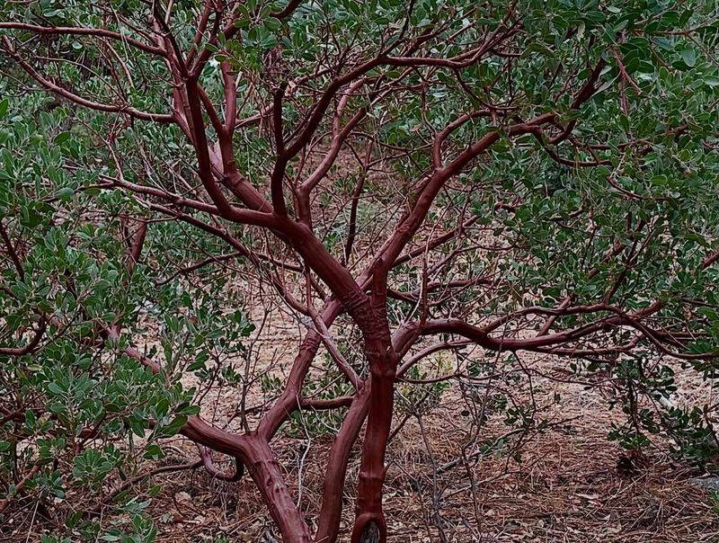 Manzanita With Its Glossy Leaves