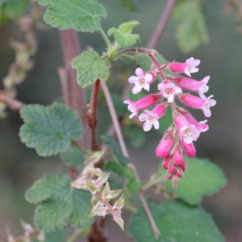 Chaparral Currant With Early Flower Clusters In Spring