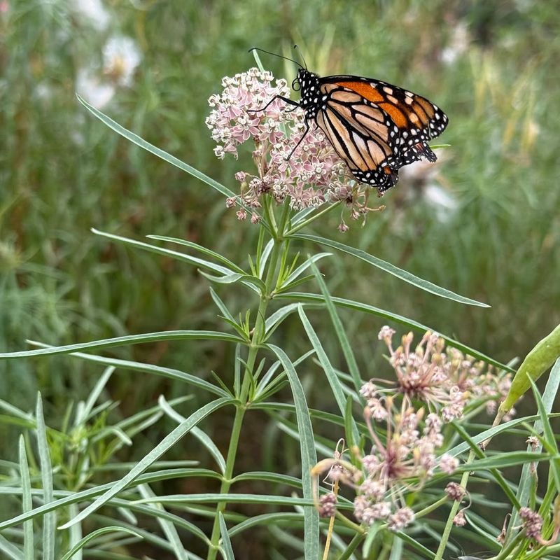 Narrowleaf Milkweed Drawing Butterflies With Grace And Color