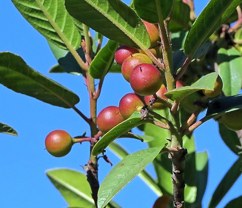 Coffeeberry Offers Dense Foliage And A Feast Of Small Dark Berries