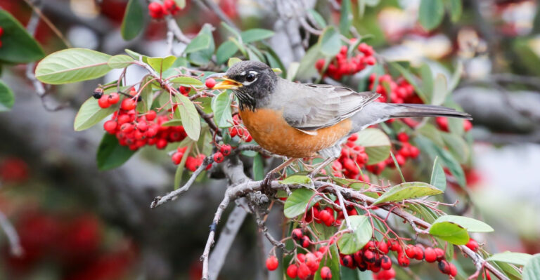 California Native Shrubs That Turn Your Garden Into A Bird Haven