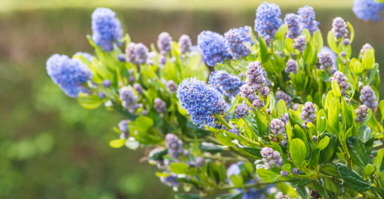 California Patio Plants That Make A Big First Impression