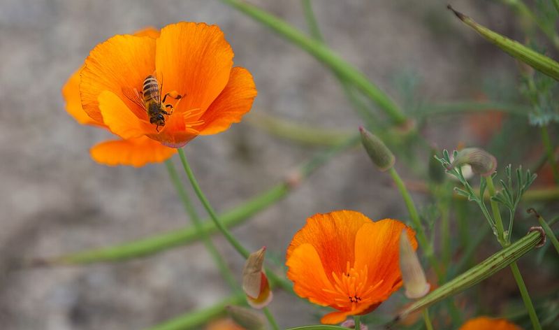 California Poppy Brings Orange Blooms And Nectar
