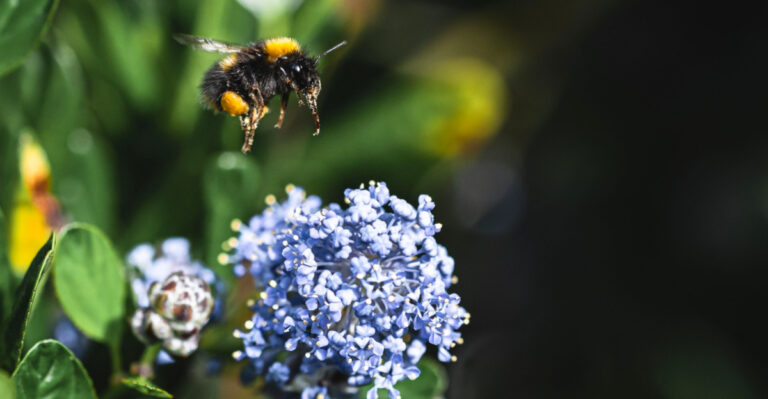 California Plants That Turn Any Yard Into A Pollinator Haven