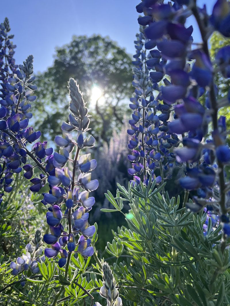 Lupine