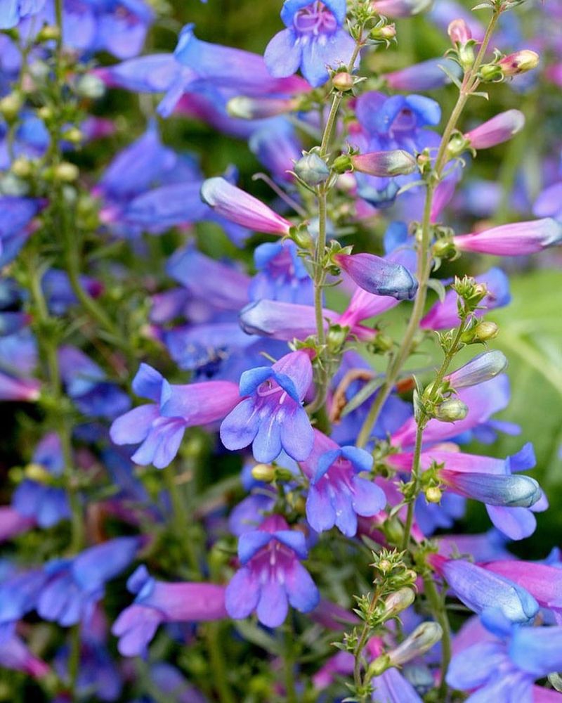 Foothill Penstemon