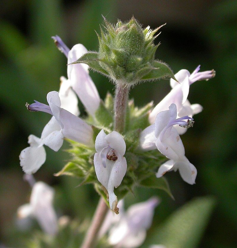 Black Sage Produces Purple Blooms And Attracts Bees