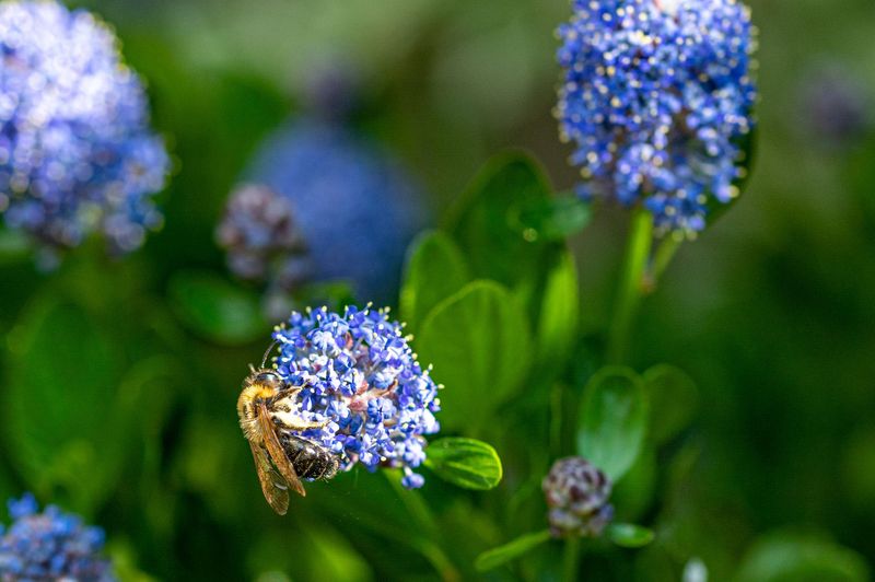Ceanothus Adds Blue Flowers And Busy Bees