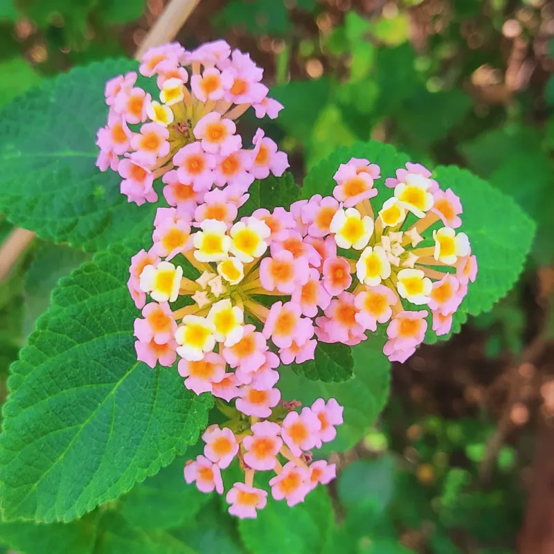Lantana (Lantana camara)